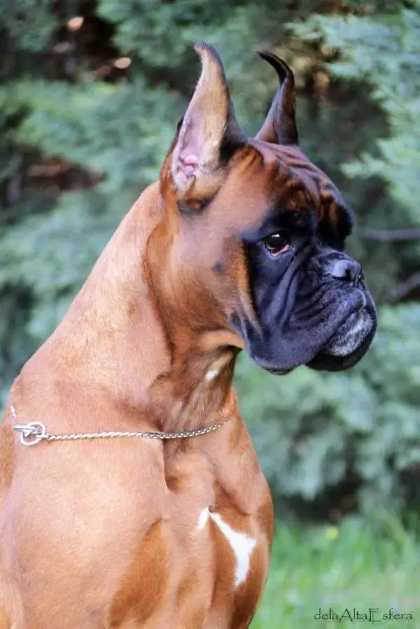 secret Ambition victoria brave