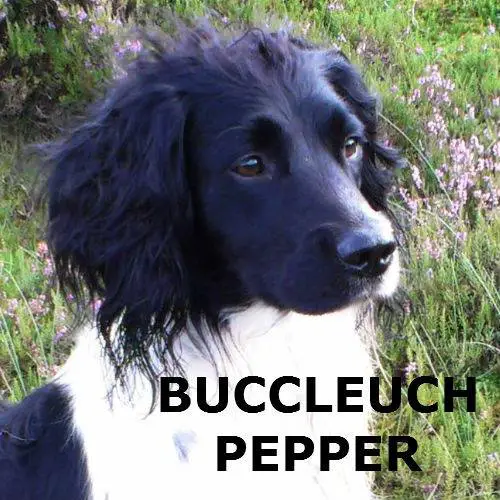 FTCH Buccleuch Pepper