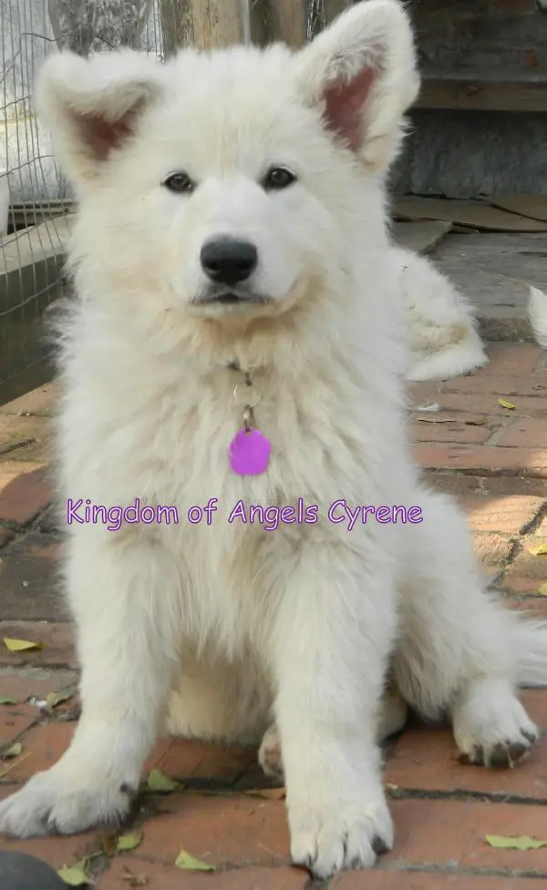 Kingdom of Angels Cyrene