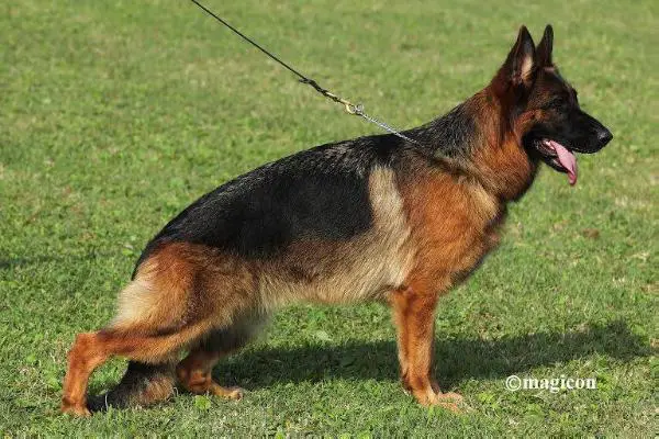 V Helen della Bocca del Vesuvio