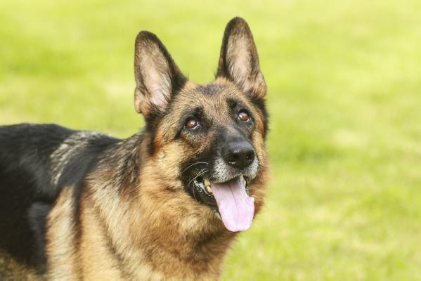 Yakuza z Barciego Kojca