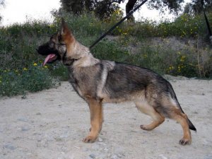 Wolf grey hot sale german shepherd