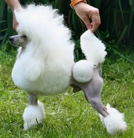 JCH RU,CH RU, BIG W Afterglow Gym Bunny