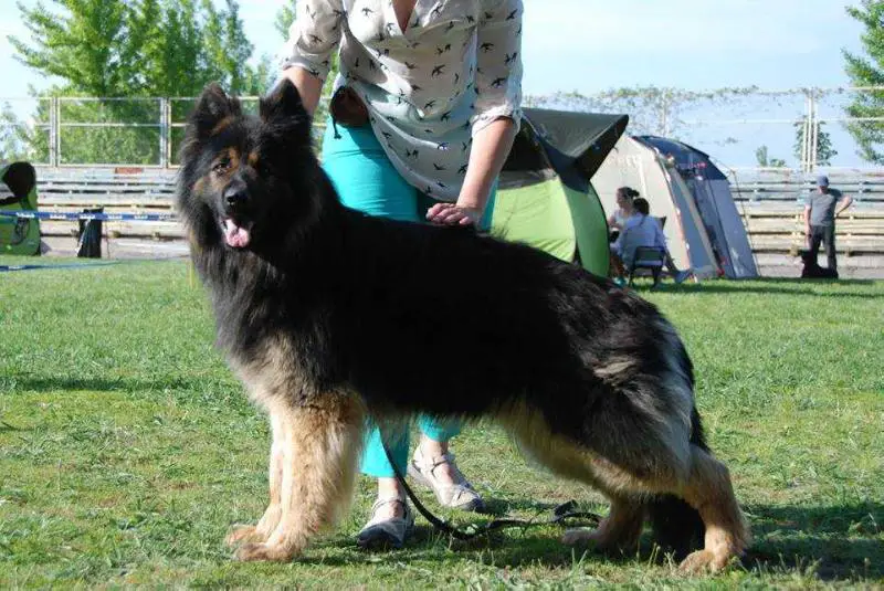 JCH (UA), 4*CH (UA), 3*JCAC, 15*CAC,CACIB, 2*ЛК, 2*ВOB Victory of the Grey Nelson