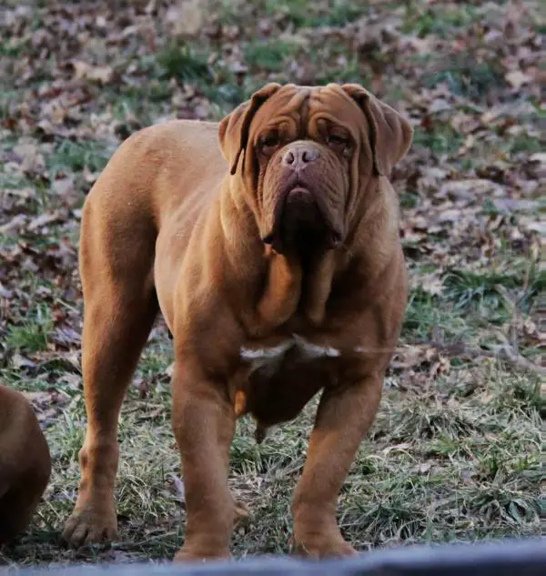 Heavenly Dogue´s Zaire
