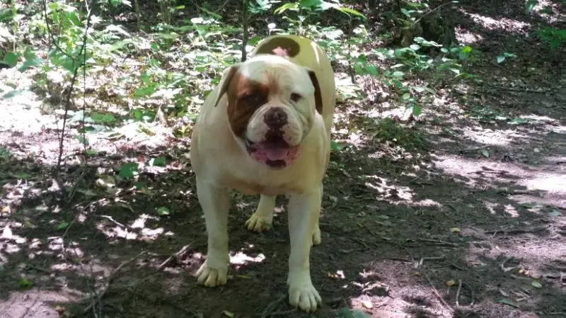 KING BUKER DL'S BERBER