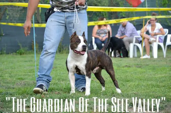 Hollywood amstaff the guardian  of the sele valley