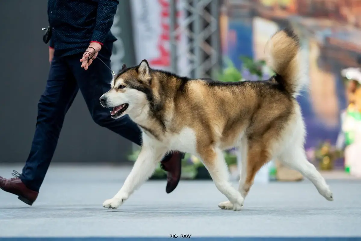 CIB, VCIB, JCH.LT, GRAND CHPL, CH.PL,LT,EST, VCH.LT, VCH.PL ZIVA OF ARCTIC CHALLENGE Z Śnieżnej Doliny