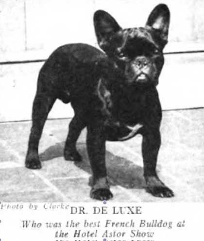 CH Dr. De Luxe 160473
