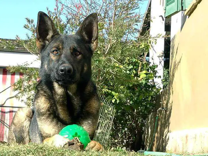 Naia Del Yenu-Trehua