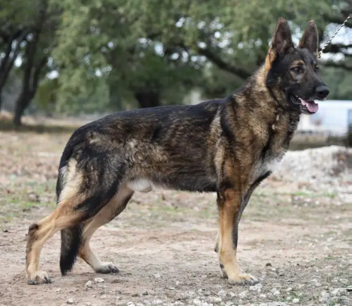 (UKC Pointed) Nero Vom Sudenblick