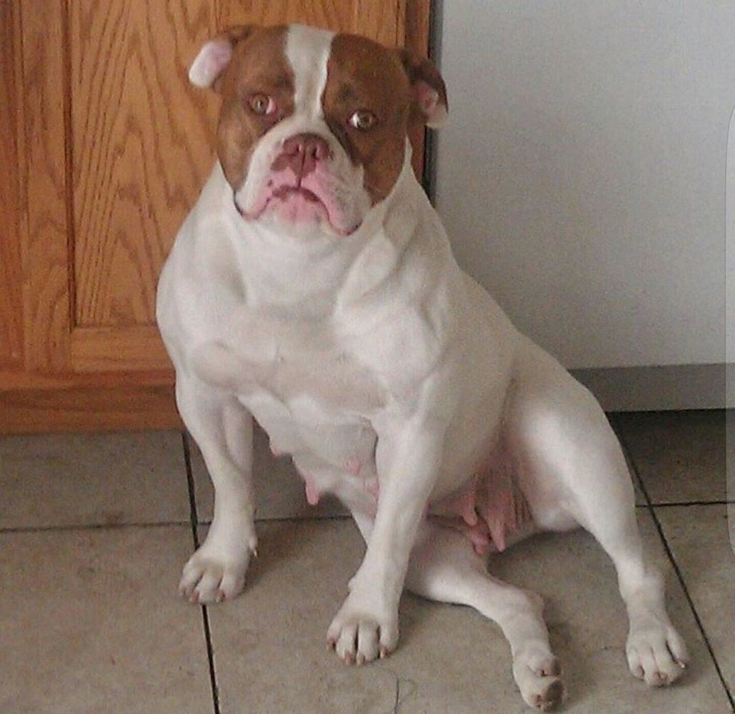 CA Certified Dallas of Fastlane Bulldogs