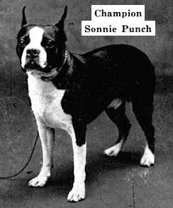 CH Sonnie Punch (210539)