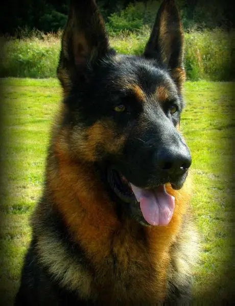 Maewood Broadway Brody of Red Oaks