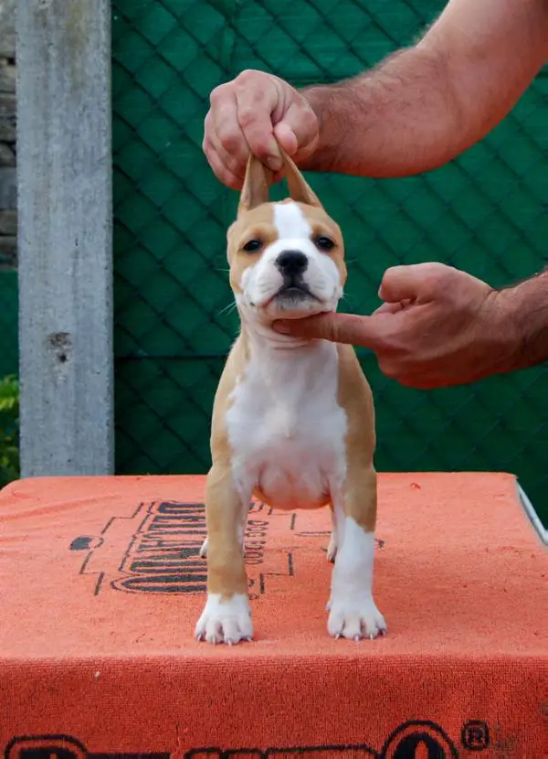 Karballido Staffs Daytona