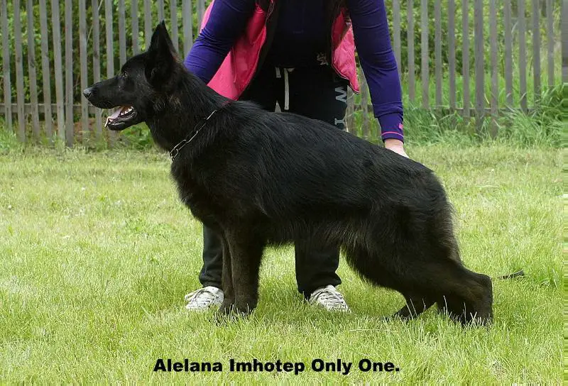 Alelana Imhotep Only One