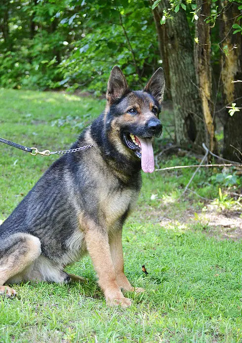 Bear Vom Schmidtzerheim