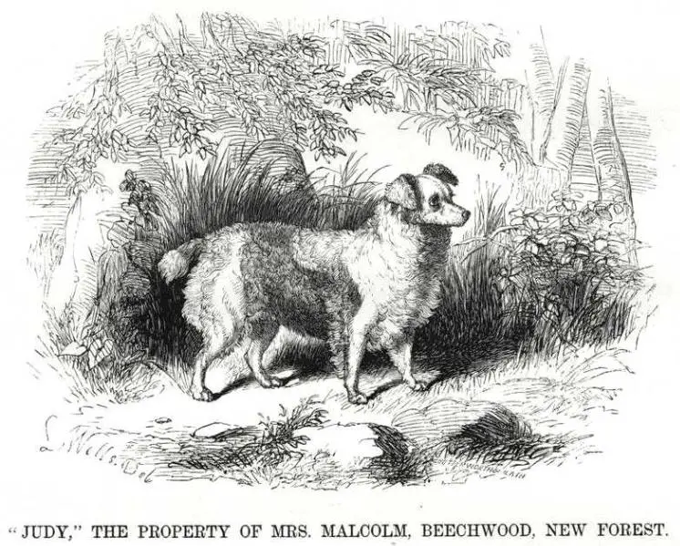 Judy (c.1867) [Mrs. Malcolm Beechwood's]