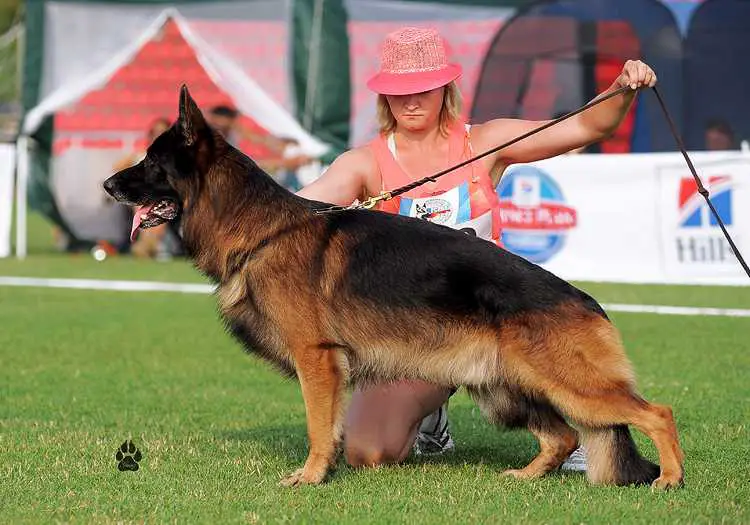 2VA RUS 2016, 3VA RUS 2015, 1VA (Club Winner region Siberia) Vicco vom Götzberg