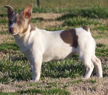 UKC CH Aspen's Silver Wings NB