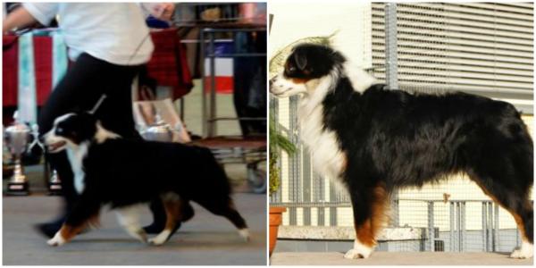 INT CH. Brassy Acres Lil Rex