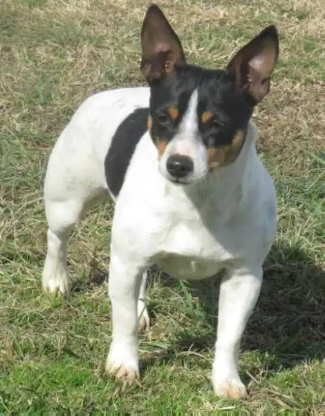 UKC CH Aspen's Calamity Jane