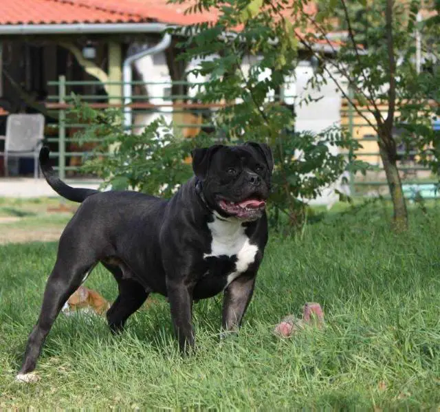Bullspirit Italy