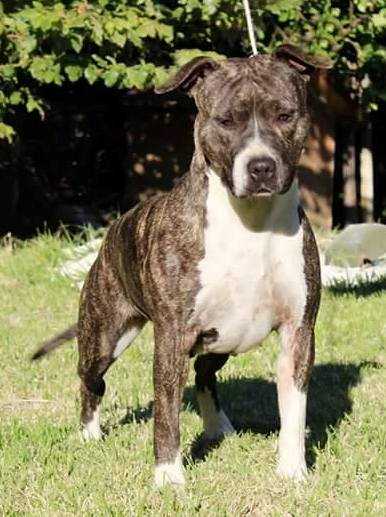 moon rock landi's princess pocahontas