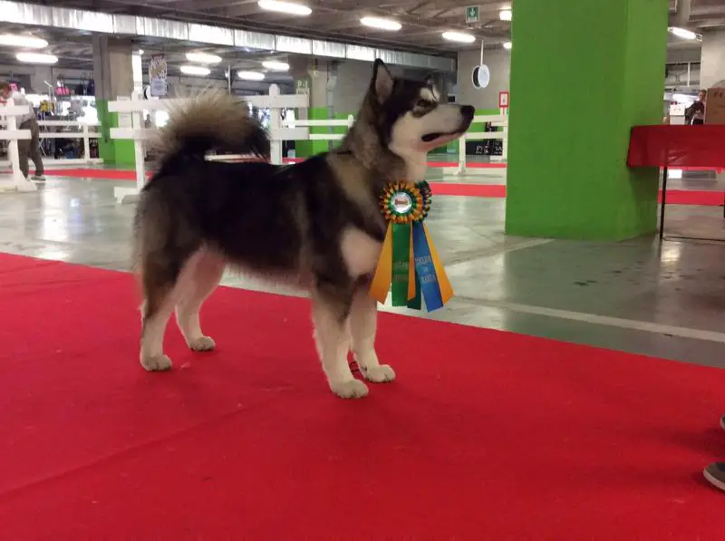 The Magician Red Foley