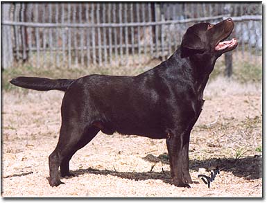 CH RUS & BLR,CH RKF Stenveyz Tochka Ru