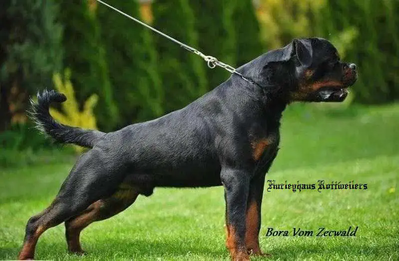 Grand Champion & Multi Champion Bora Vom Zecwald