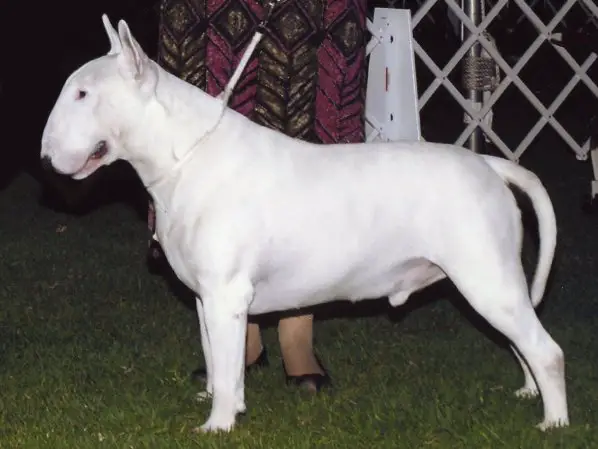 CH SARAJENI WHITE GRANDALF