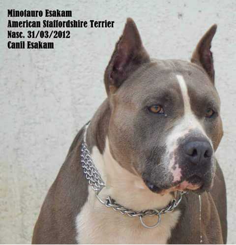 Minotauro Ville Esakam