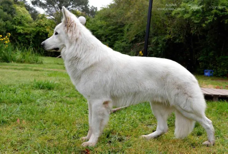 Blackjack de Alkina