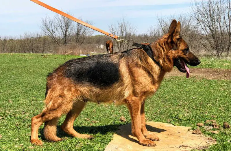 Bori von Team Grosswadein