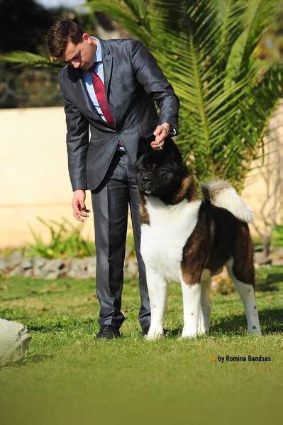 CHI CH, CHI JCH Volmaan Quidam