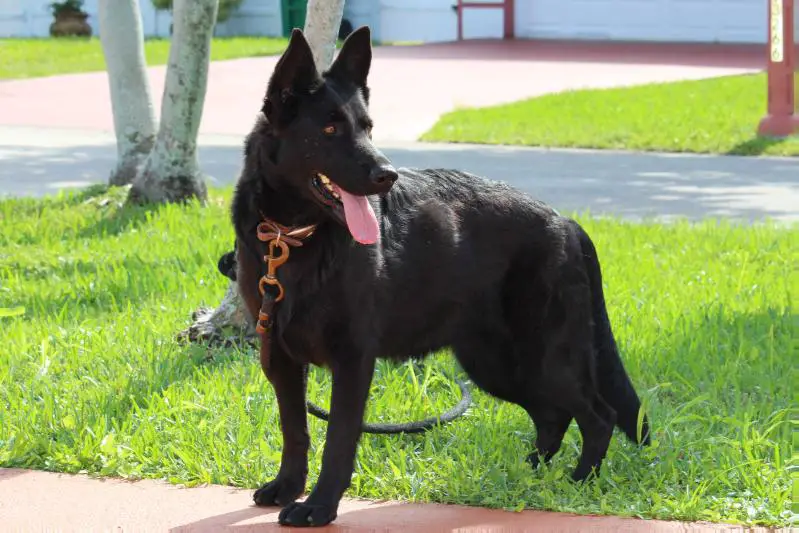 V Susie von Hildchensruh