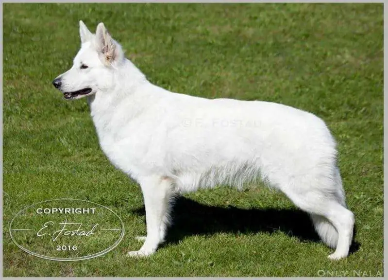 AD BH NUCH RL1 Only Nala av White Rewyr