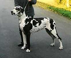 Penelope vom Niedernhof