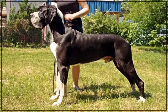 Dschingis Khan von der Hessenvilla