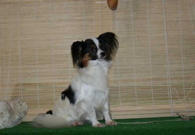 Hope In Future ot Bell Fiet