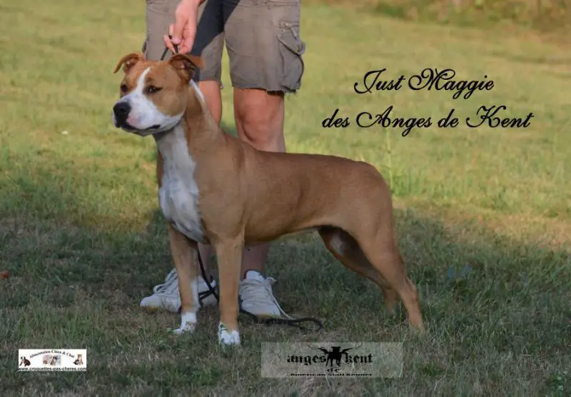 Just Maggie des Anges de Kent