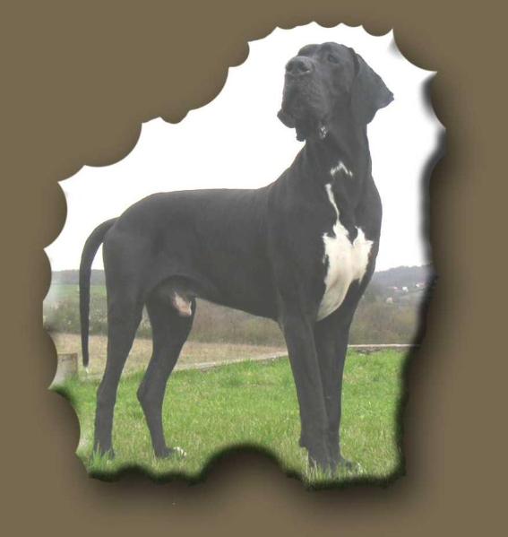 Ch SCG, JCh SCG, 6xCAC, R.CACIB, CACIB, 7xBOB, Unix del Giardino dei Capovilla