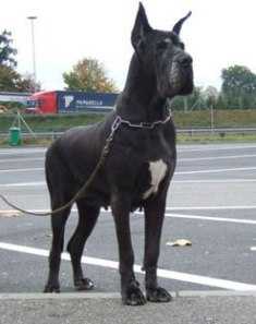 ORO NERO del Satiro Danzante