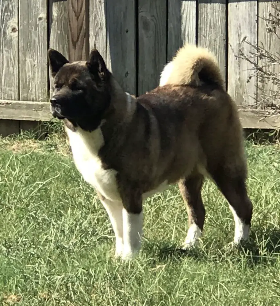 Sovereign's Something