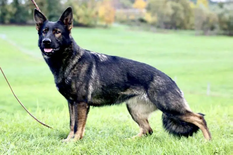 Envy von SentinelHarts