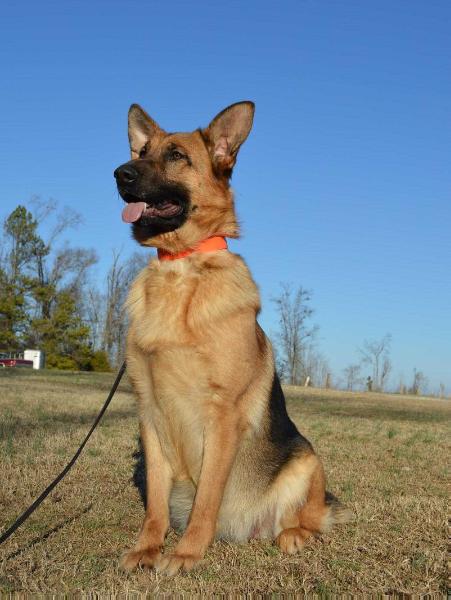 Mercy Me Porsche vom Appleridge