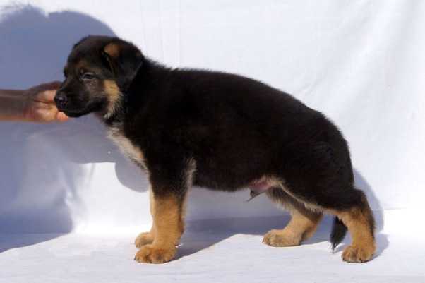 Fonte Fideliti Bosko