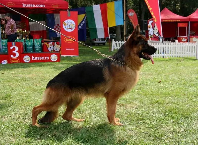 SG Retta von Farhantal