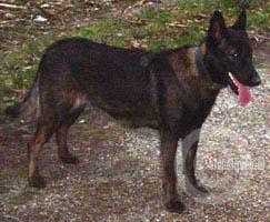 Djenna (Dhr.J.H.Wehrens)